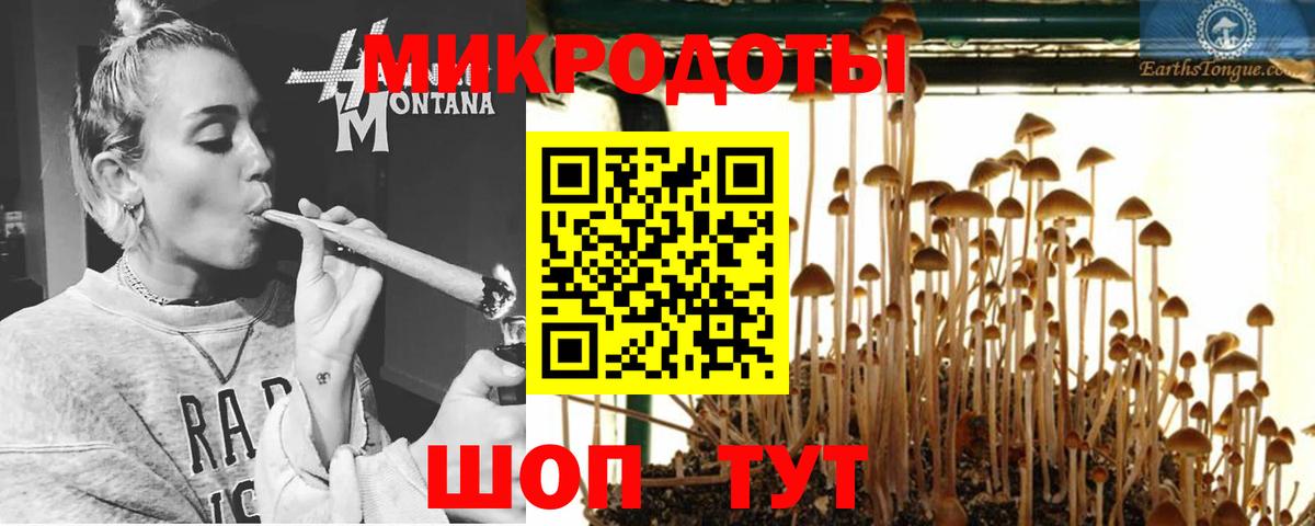 Псилоцибиновые грибы Psilocybe Канск